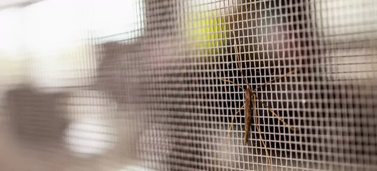 Repair Mosquito Mesh For Windows in Oak Ridge, FL
